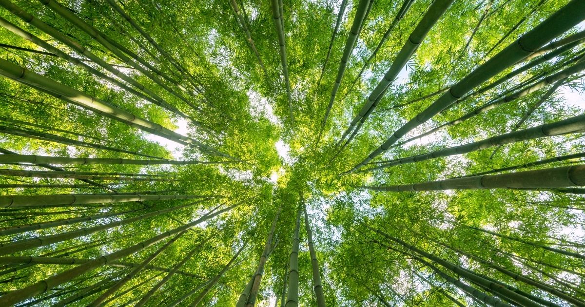 ISO 14001:2026 — revisão da norma de gestão ambiental