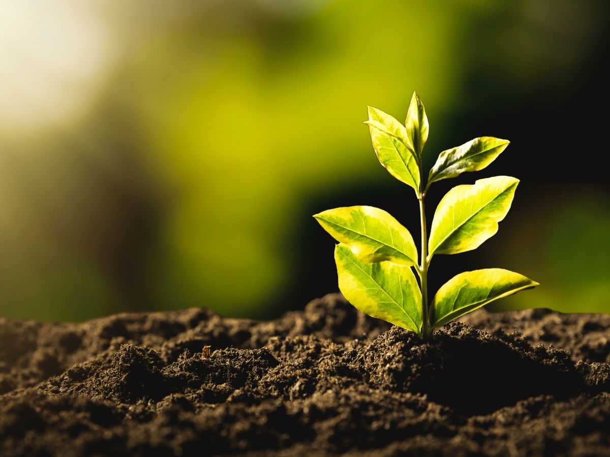 Sistema de Gestão Ambiental — certificação ISO 14001 pela TÜV AUSTRIA Iberia